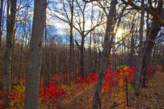 _IMG1833 _IMG1833