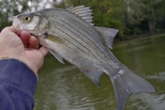 _IMG0930 _IMG0930