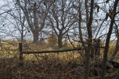 _IMG2212 _IMG2212
