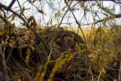 _IMG2228 _IMG2228