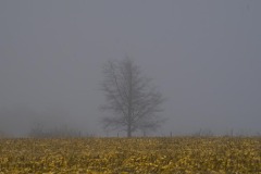 _IMG2243 _IMG2243