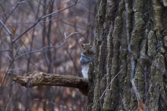 _IMG2246 _IMG2246