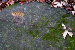 _IMG2265 _IMG2265