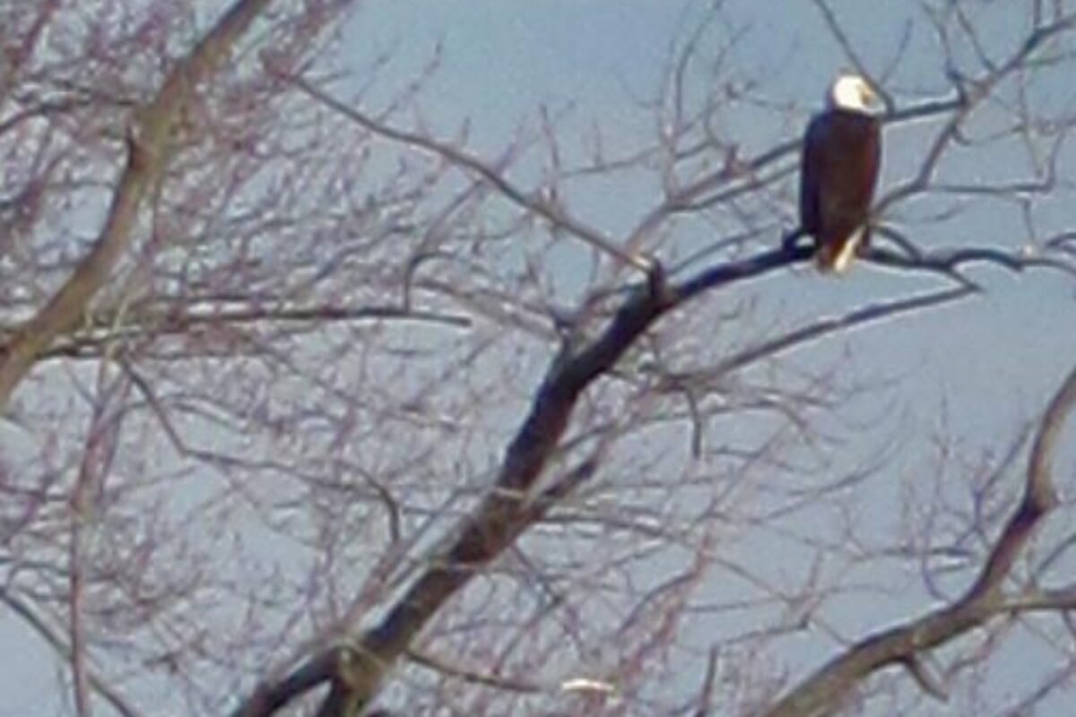 Bald Eagles in Yorkville Again