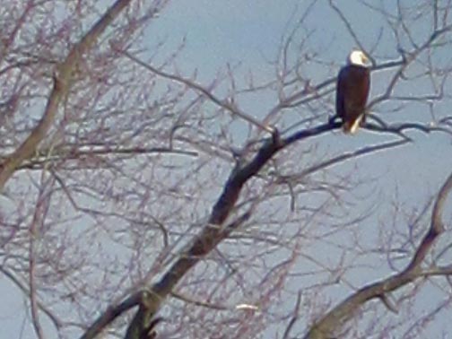 Bald Eagles in Yorkville Again