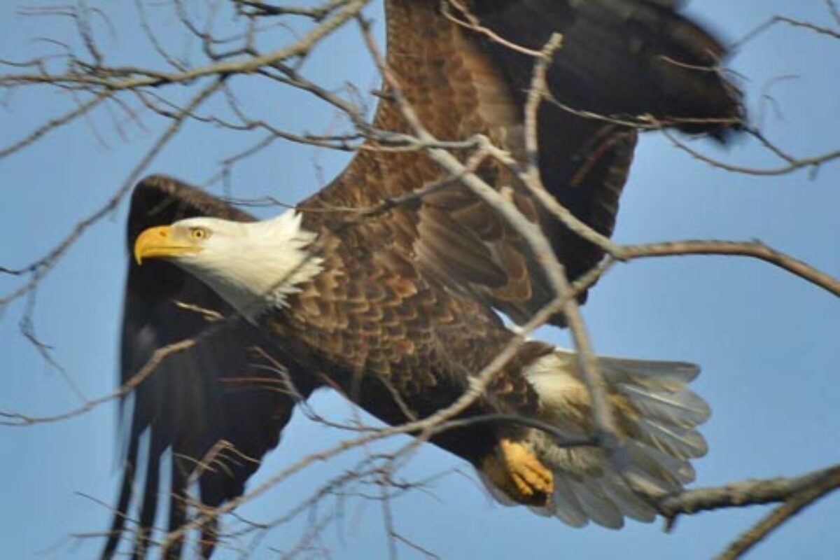 Bald Eagles on the Fox River Update