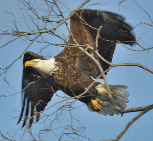 Bald Eagles on the Fox River Update