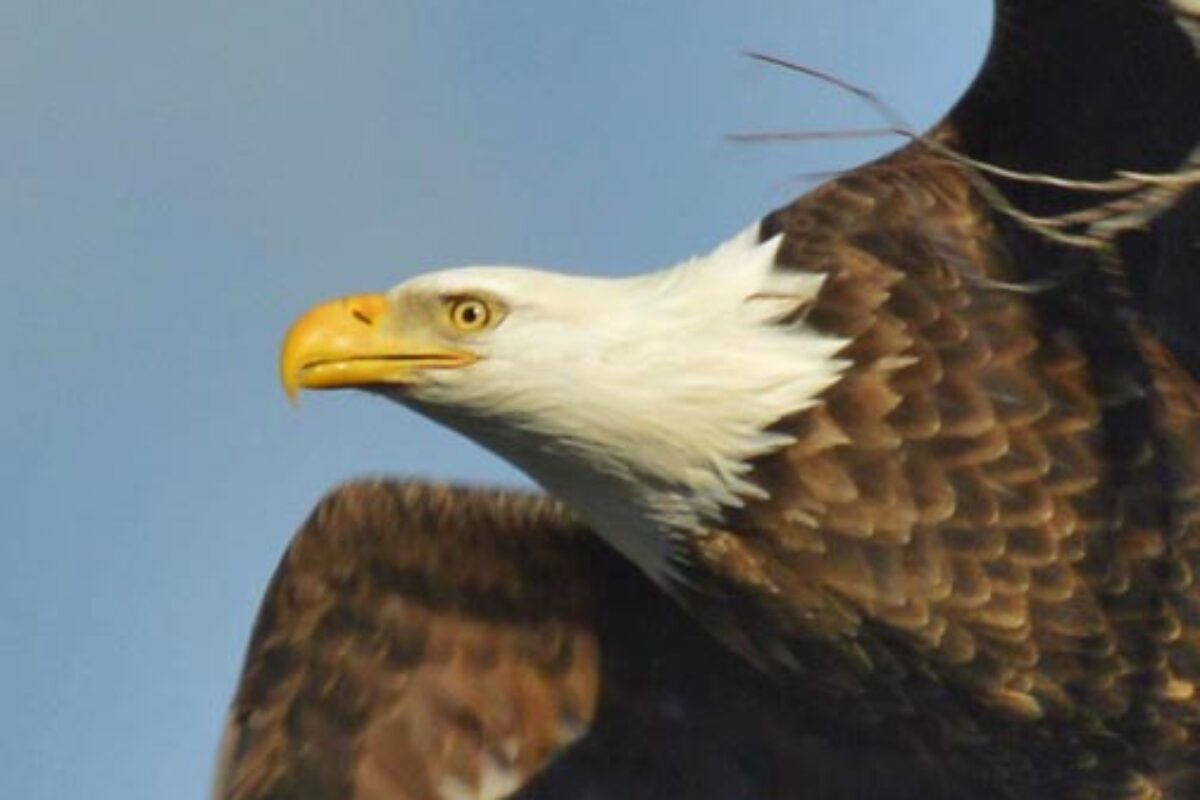 Watching People Watching Eagles