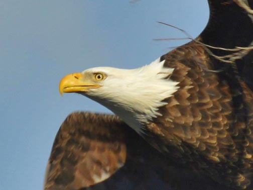 Watching People Watching Eagles