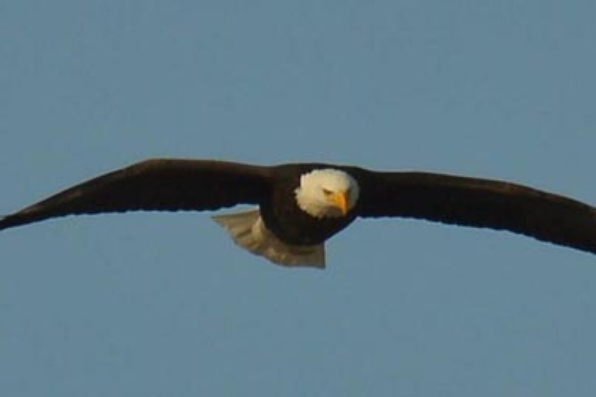 Eagle Watching on the Fox River