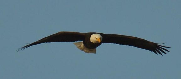 Eagle Watching on the Fox River