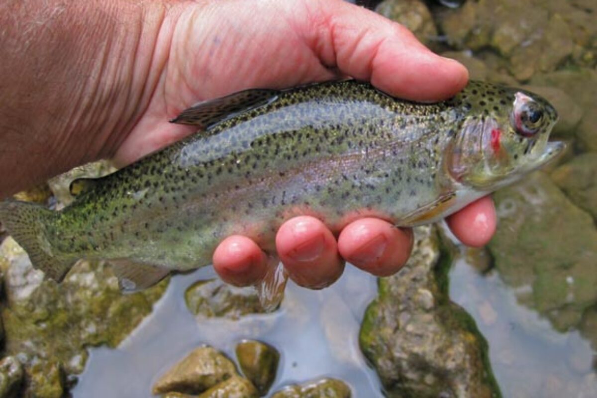 Illinois Catchable Trout Program