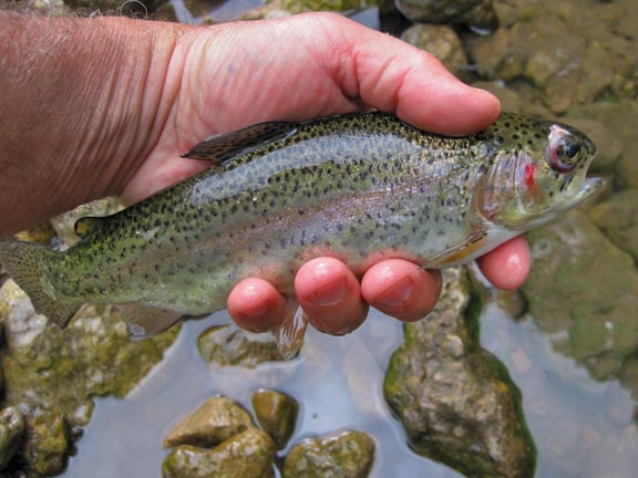 Illinois Catchable Trout Program