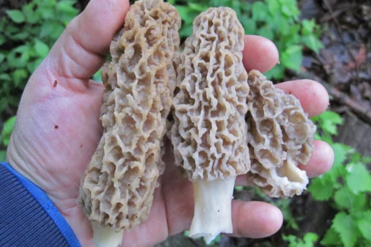 I Gave up on Morel Hunting