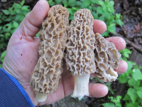 I Gave up on Morel Hunting