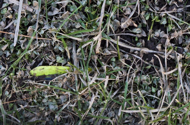 While waiting, I kill some time by wandering the archery range. I always find at least one. Most of the time, you don't see this much of one sticking out of the ground.