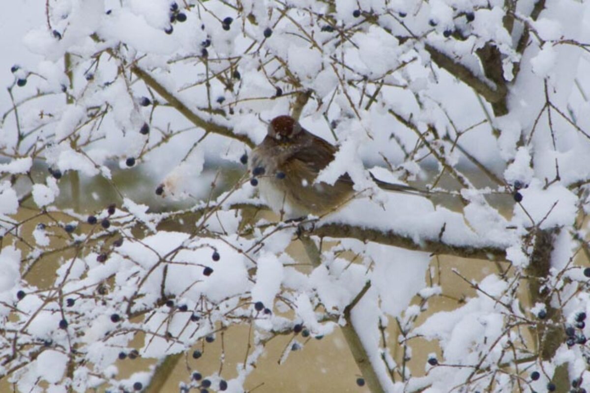 Our Little Feathered Friends