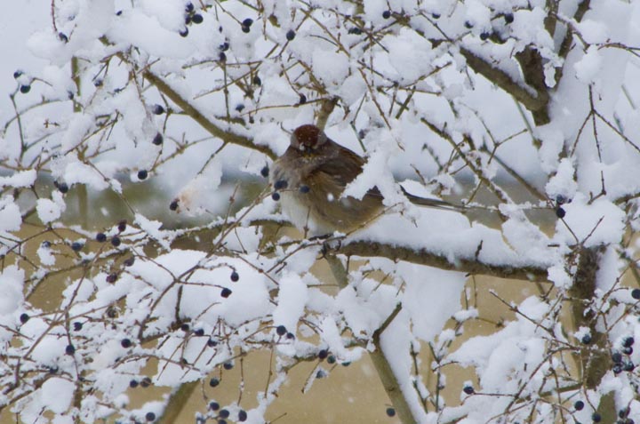 Our Little Feathered Friends