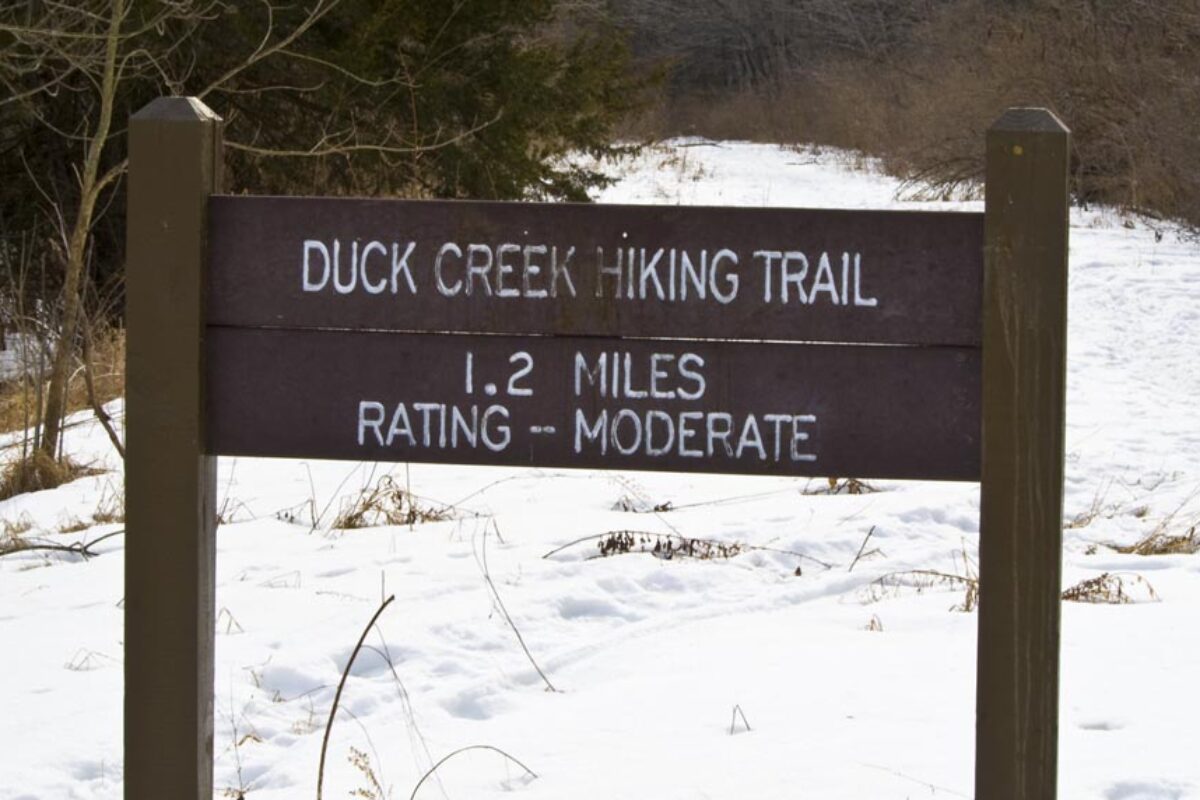 Spring Creek Skunk Cabbage