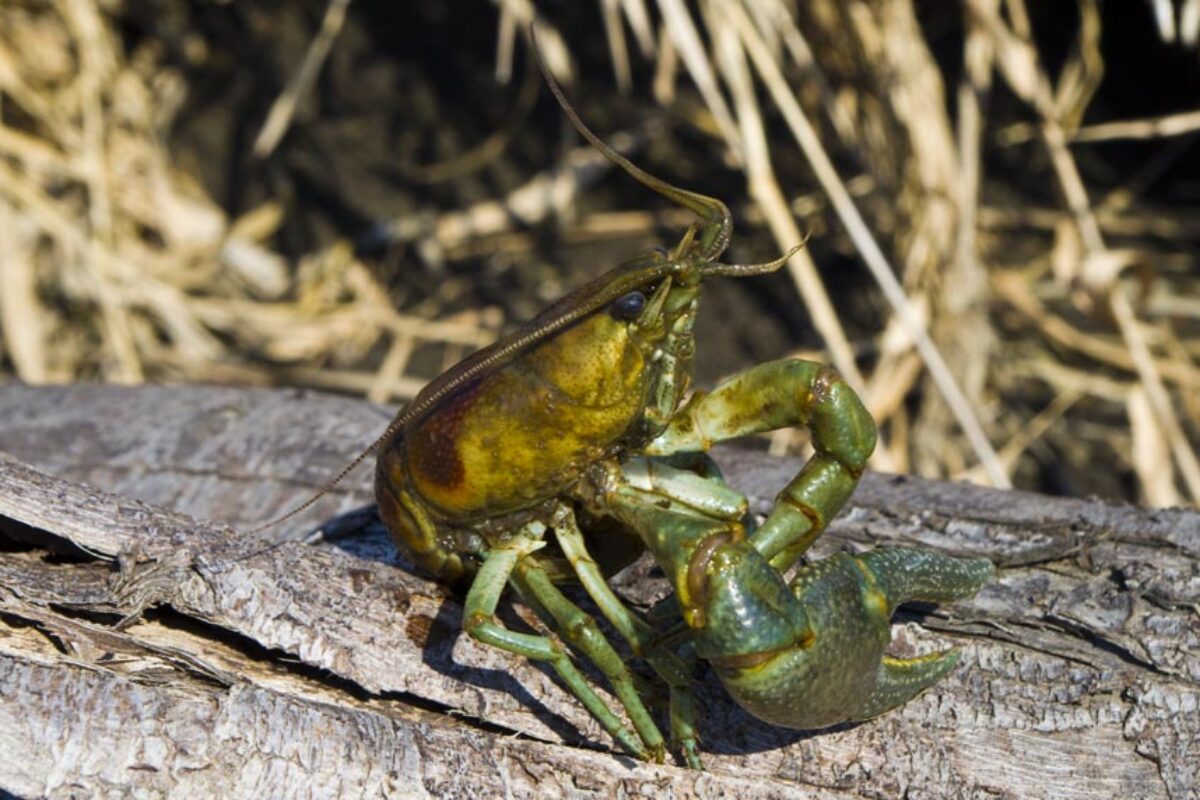 Mister Crayfish Says