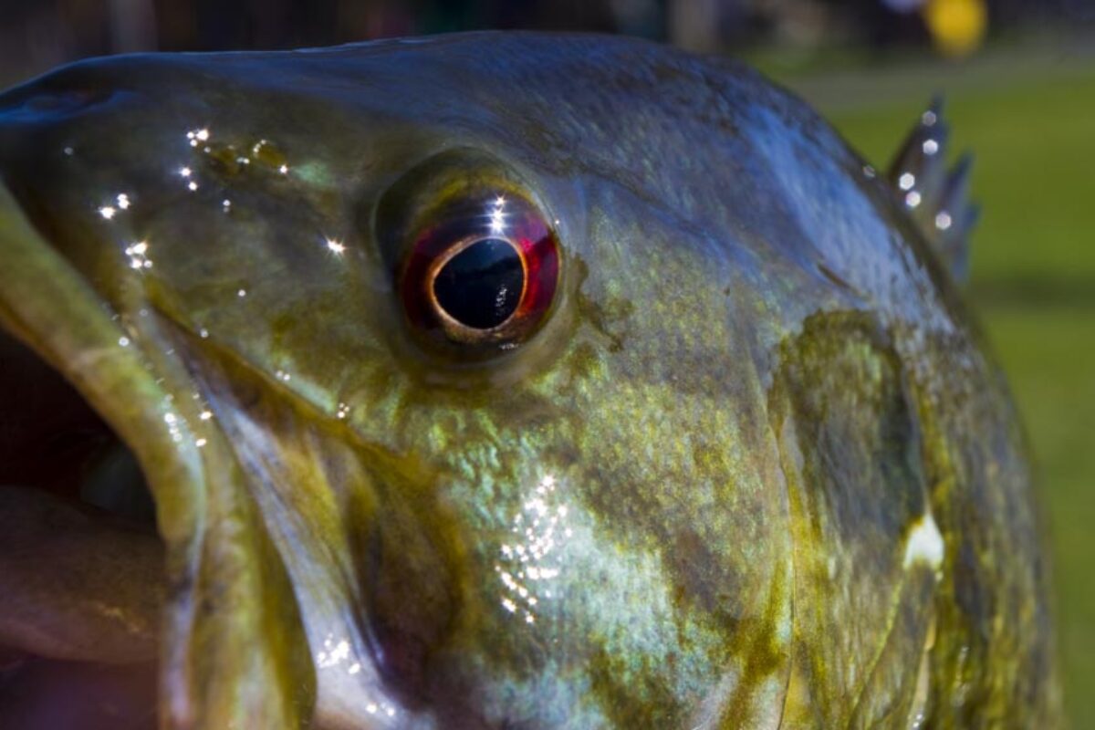 High Water Dabbling