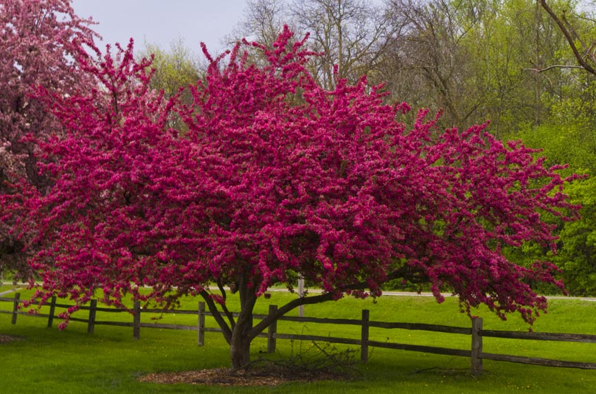 Flowering Trees