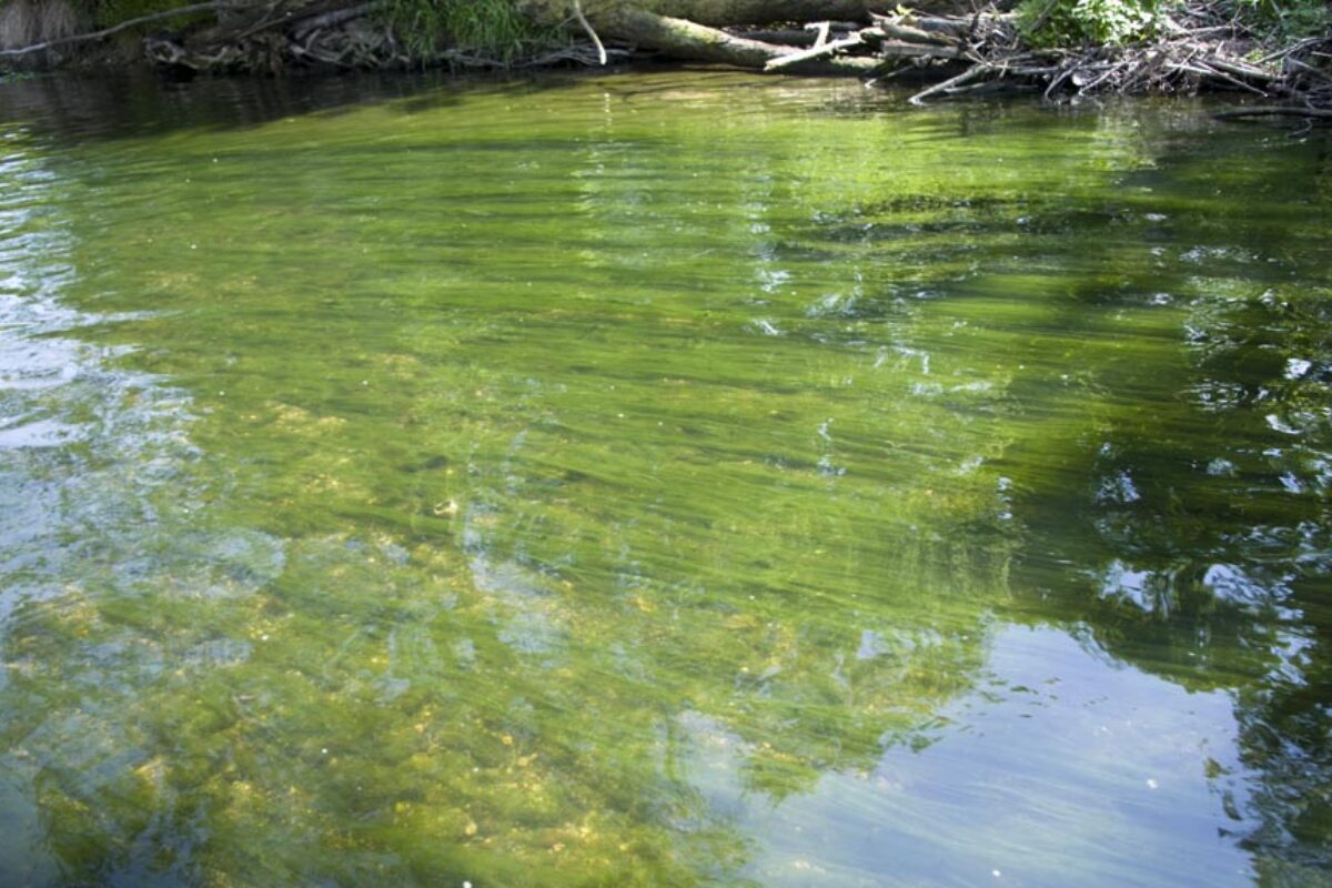 Filamentous Algae is back with a Vengeance