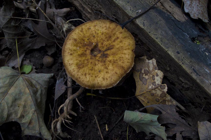 Fungus Hunting