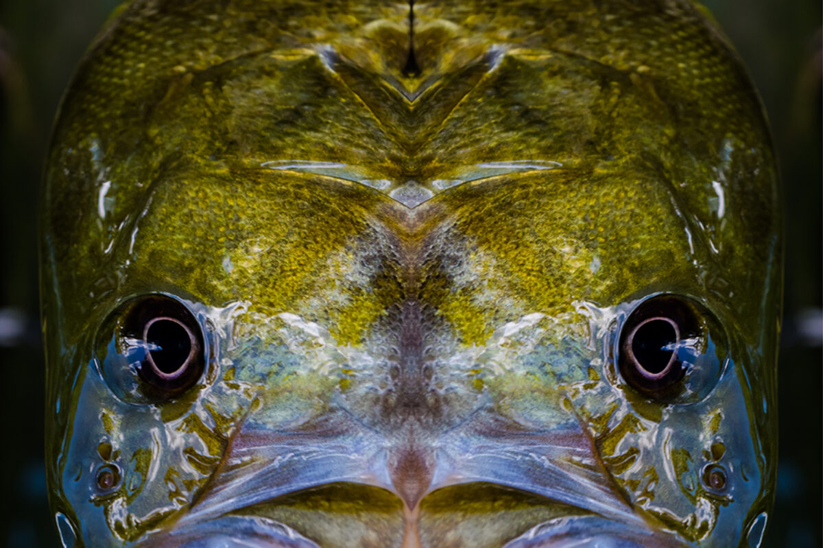 ChatGPT Fishes the Fox River