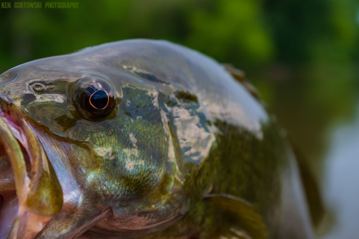 Fishing the Vermilion River for Smallmouth Bass – Week 2