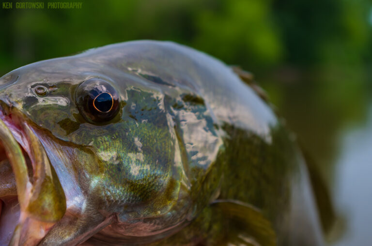 Fishing the Vermilion River for Smallmouth Bass – Week 2