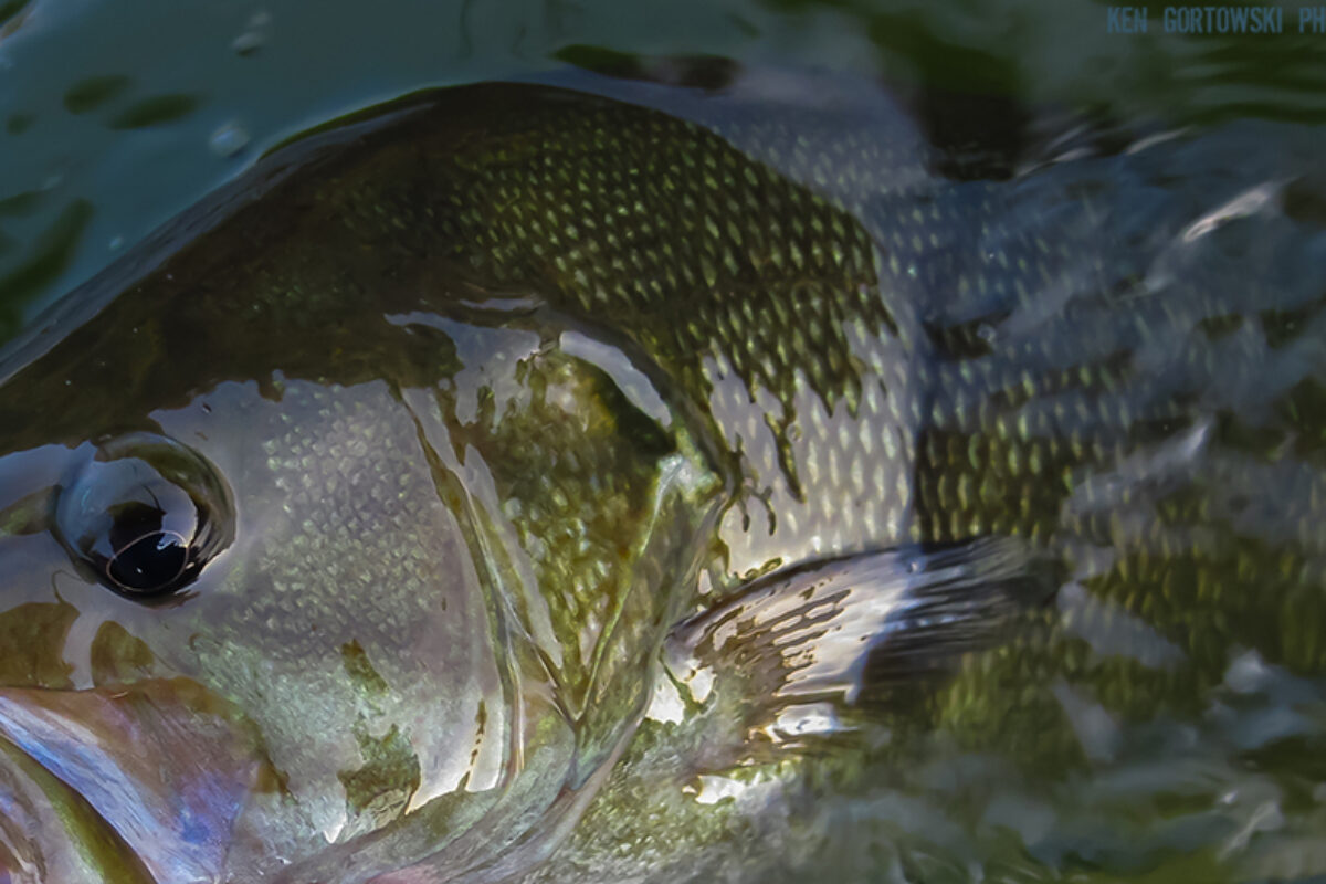 Fishing the Vermilion River for Smallmouth Bass