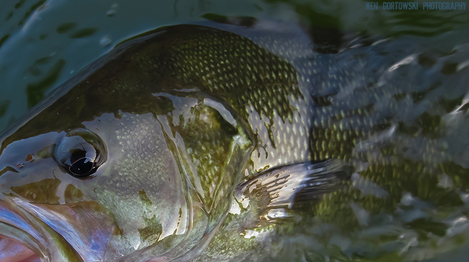 Fishing the Vermilion River for Smallmouth Bass