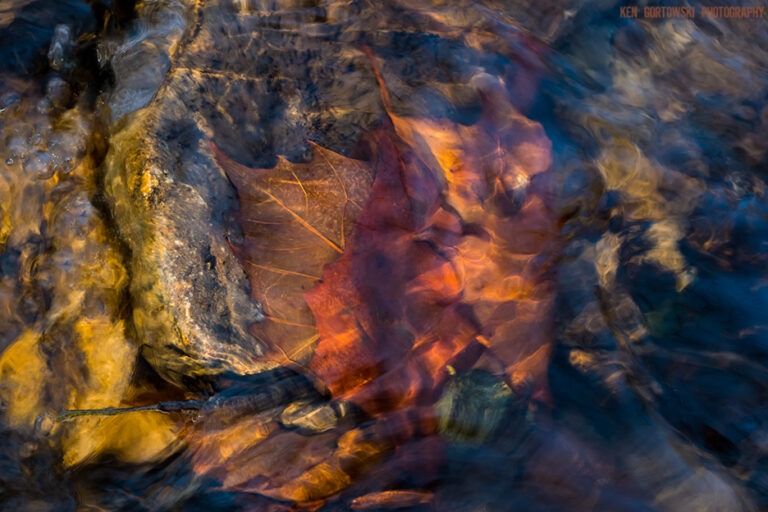 Peak Colors on the Vermilion River