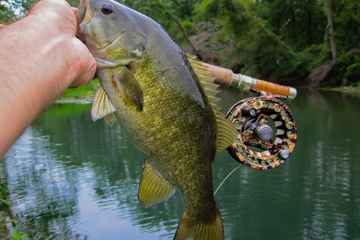 Fly Fish the Fox River Again